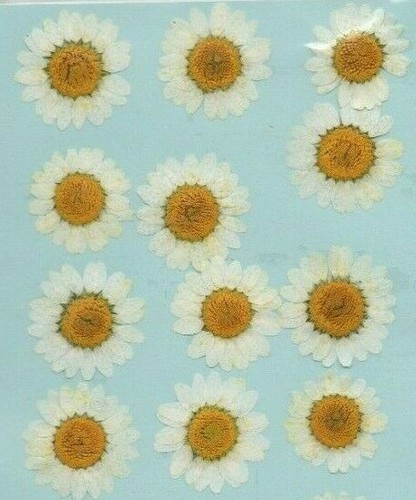 Real pressed flowers - flowers, 12