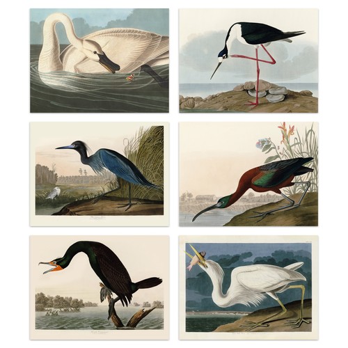 Audubon birds avocet heron - audubon,
