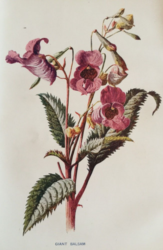 Antique print giant - giant, balsam