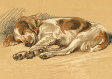 WELSH SPRINGER SPANIEL DOG