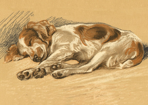 Welsh springer spaniel - welsh,