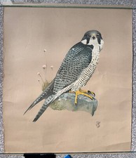 1979 K.J Wood fine art watercolour bird wildlife print - Peregrine Falcon
