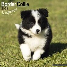 Border collie puppies - border,
