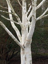 Betula utilis var