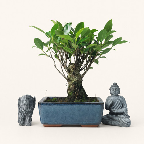 Ficus microcarpa - ficus, fig)