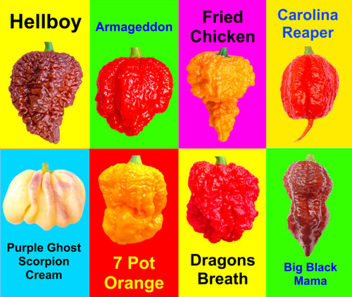 Worlds hottest chilli - worlds,