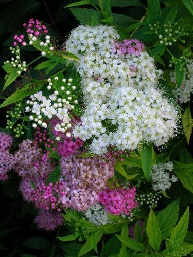 Sale spiraea shirobana - sale!,