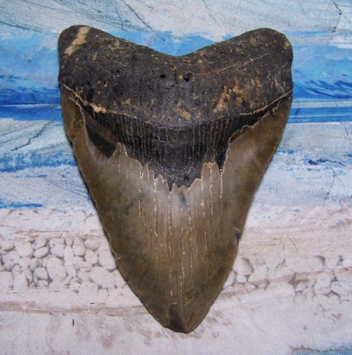 Megalodon shark tooth 2 - shark, 5