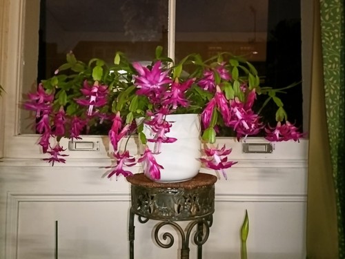 Christmas cactus red - red,