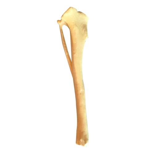 Dog tibia skeletal - model,,