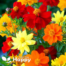 FLOWER - DWARF COSMOS - CARPET MIXED - 60 seeds - Cosmos sulphureus semidouble