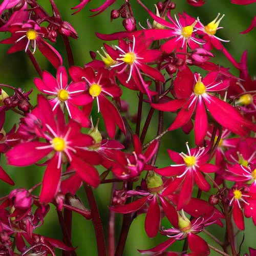 Saxifrage dancing pixies - pixies, tally
