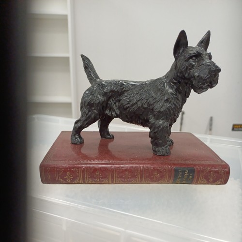 Scottish terrier chauser - scottish,
