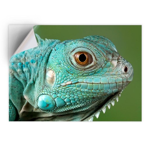 Vinyl sticker grand cayman - vinyl,