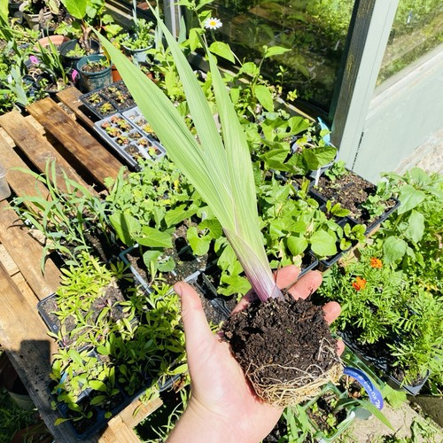 Gladioli mix jumbo rooted - 2,