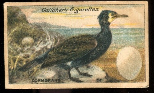 Tobacco card gallaher birds - tobacco,