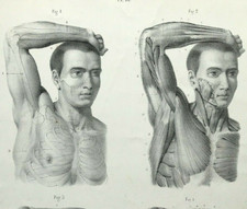 External Forms of Man Anatomy
