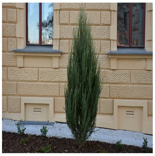 Juniperus scopulorum blue - juniperus, 'blue