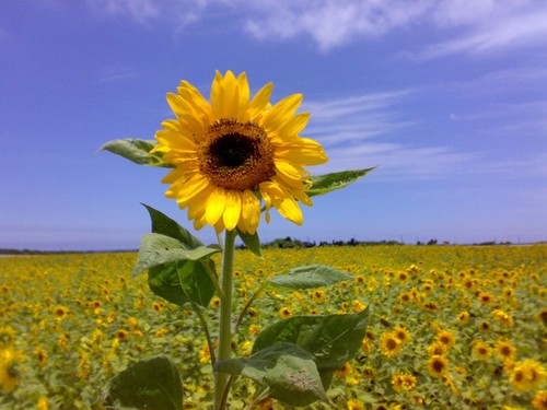 Sunflower giant plug - sunflower,