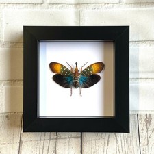 Colourful Lanternfly (Pyrops gunjii) Cicada Shadow Box Frame Display Insect Bug