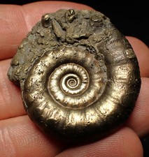 Pyrite Eteoderoceras