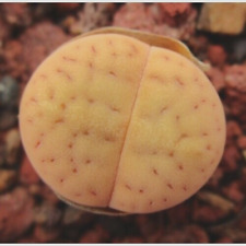 LITHOPS SEEDS - L. vallis-mariae cv 'Orange Peel' - 10+ seeds -new cultivar!