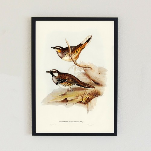 Vintage bird illustration - vintage,
