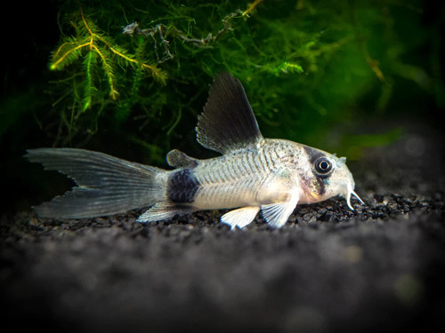 Panda corydoras long - 5x,