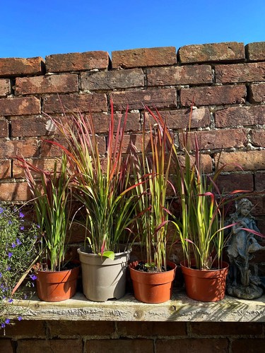 Red baron perennial plant - 4x,