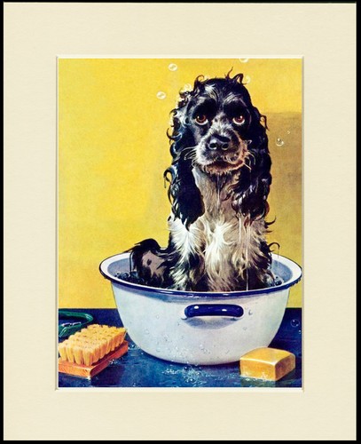 Cocker spaniel dog art - art, print