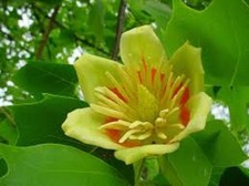 500 x TULIP TREE (LIRIODENDRON