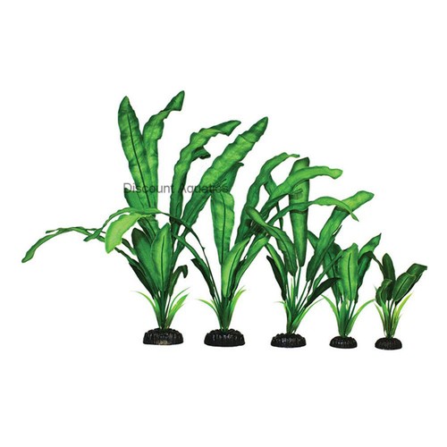 Echindorus green silk - ,