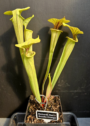 Sarracenia richards red - red, x