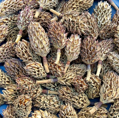 Organic magnolia tree seed - 10,