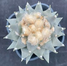 Rare Cacti Ariocarpus trigonus