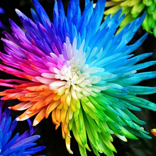 Rare 10 free rainbow - 10,