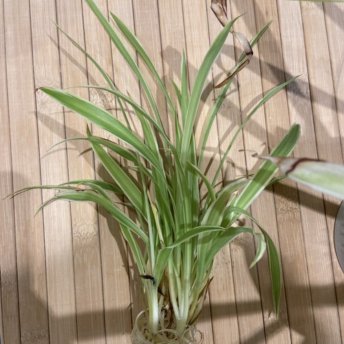 Mix medium large rooted - of, medium/large