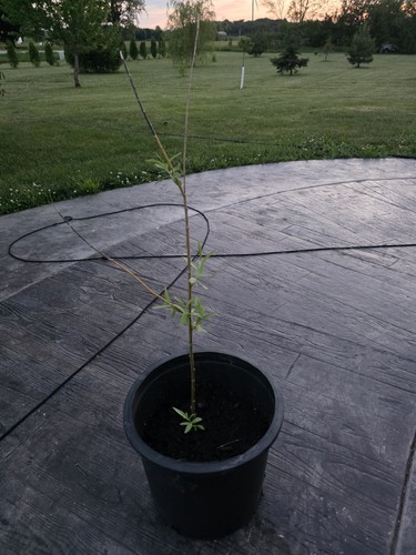 Weeping willow potted - willow, (salix)