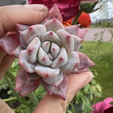 Echeveria ‘Blue Bird’ 5cm