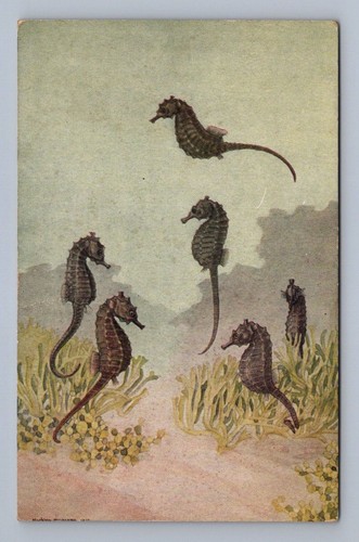 Vintage sea horse hippocampus - vintage,