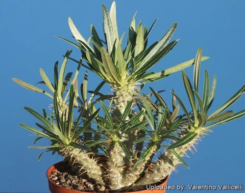 Pachypodium rosulatum subsp