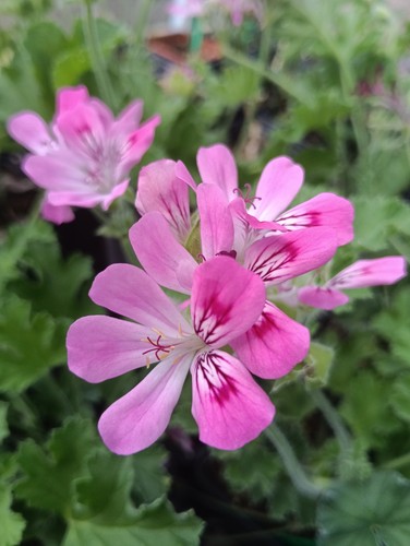 Pelargonium pink capricorn - pelargonium, capricorn'