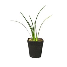Acorus 'Japanese sweet flag'
