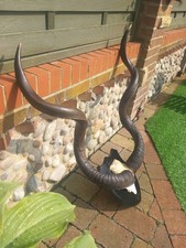  Taxidermy Horns Skull Antlers