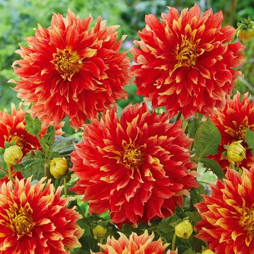Bodacious dahlia decorative - bodacious,