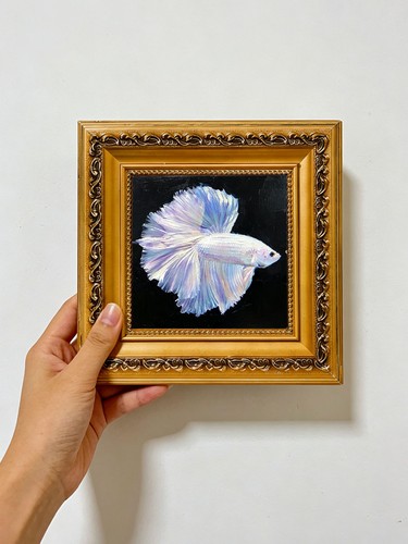 White betta fish black - white,