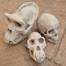 Life Size Hominid Skull Replica Bundle – 3D Printed Bone Model Set 3 Piece