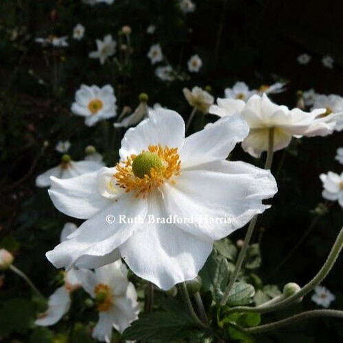 Anemone japonica honorine - 3x,