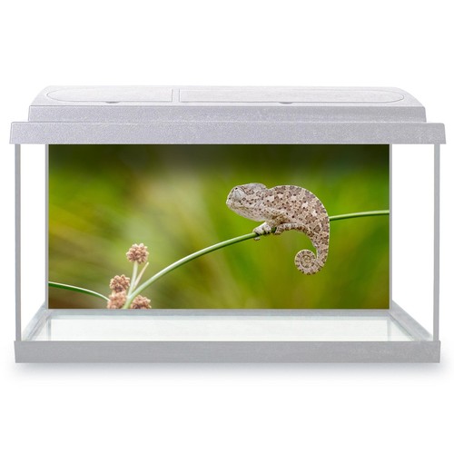 Fish tank background baby - fish,