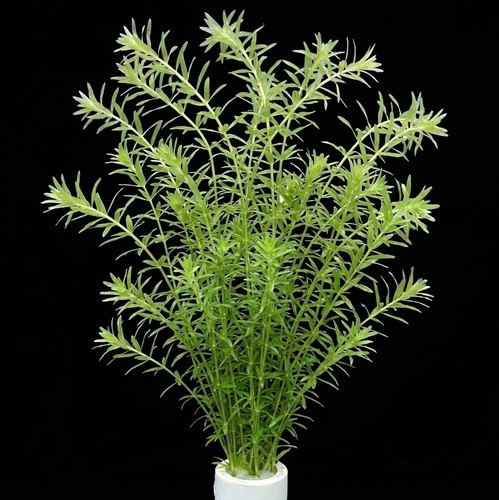 Egeria densa bunch stems - egeria,